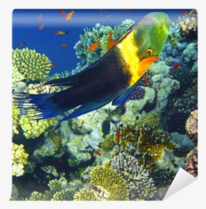 Coral Reef #1536907