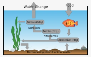 Cycles Of Matter - Aquatic Nitrogen Cycle Diagram #1537113