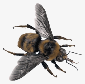 Bee Top - Bee On Transparent Background #1537368 Bee Top - Bee On Transparent Background #1537368