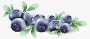 Go To Image - Blueberry Vector #1537575
