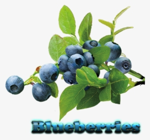 Blueberry Plant Png #1537579