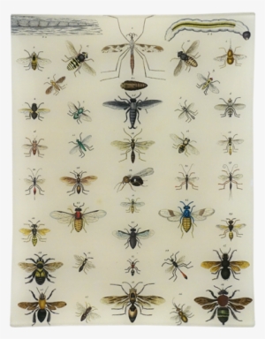 Bees, Wasps - Cavallini Natural History Insects #1537604