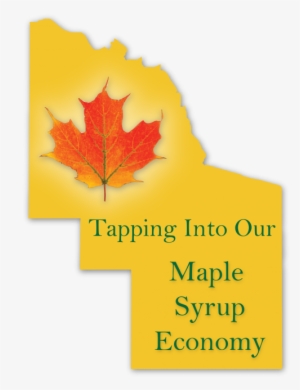 Developing Commercial Maple Syrup Production In And - Autumn #1538644
