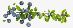 Blueberries - Bucket Of Blueberries Transparent #1538875