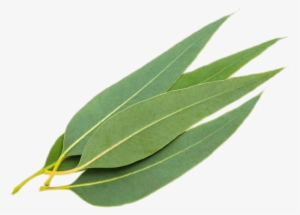 Eucalyptus Leaves - Eucalyptus Leaf #1538992