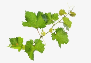 What Is Organic Agriculture - Wine Leaves Png #1539014