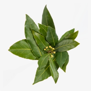 Laurel - Bay Laurel #1539369