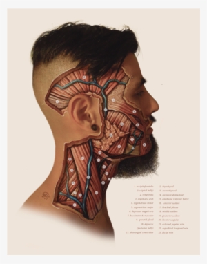"facial Dissection" / © 2016 / Photograph Of Body Painting - Paint Anatomy Skin #1539549