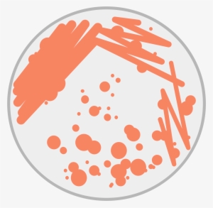 Clipart Stock Petri Dish Big Image Png - Bacteria Petri Dish Clip Art #1541956