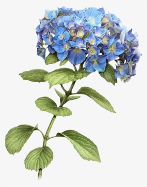 Report Abuse - Blue Hydrangea Drawing #1543452