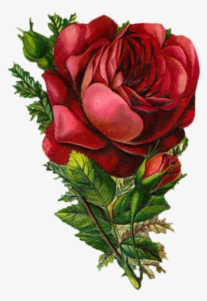 Free Vintage Rose Graphic It's Free Graphic Friday - Vintage Red Flowers Png #1544198