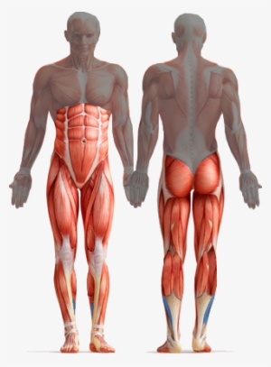 Core Muscles Diagram - Study Guide To Human Anatomy And Physiology 1 #1545329