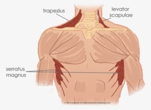 Shoulder Muscle 2 - Diagram #1545443