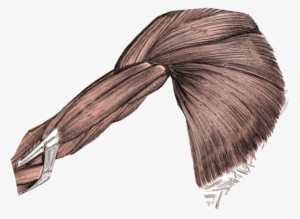 Muscles For Girl Template - Wikimedia Commons #1545564