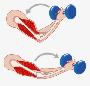 Antagonistic-muscles - - Contract Muscles #1545674