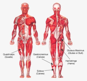 Body, Eng, Heart, Human, Muscles - Human Muscular System #1545769