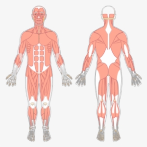 Tibialis Anterior - Getbodysmart Muscular System #1545833