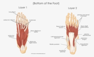 The Muscles Of The Sole Of The Foot 2 - Muscle Of A Foot #1546903