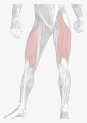 Muscles-quadriceps - Illustration - Free Transparent Png Download - Pngkey