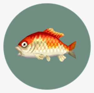 Rare Fish - Animal Crossing Pocket Camp Rare Fish #1547793
