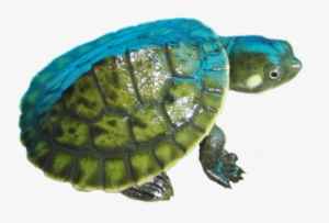 Image Black And White Download Turtles For Sale In - Kreffts River Turtle #1548131