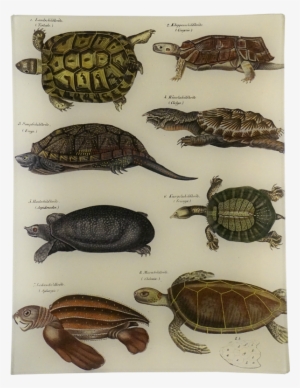 Sea Turtle Vs Snapping Turtle #1548332