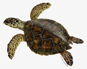 Hawksbill Sea Turtle Illustration - Hawksbill Sea Turtle #1548427