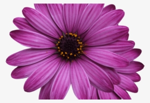 Free Photo Flowers Png Purple Flower Flower Marigolds - Flower #1549908