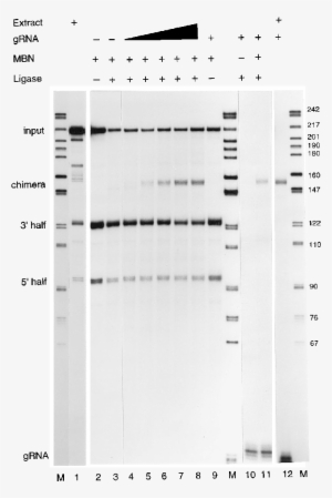 Mbn And T4 Rna Ligase Generate A Specific Cyb Grna-mrna - Architecture #1551728