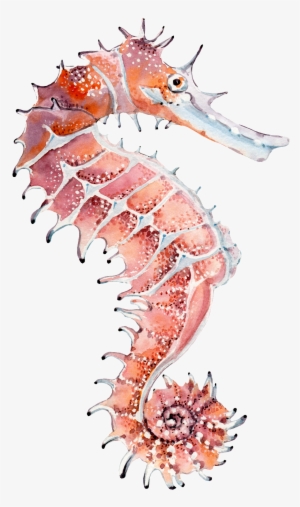 Hand Painted A Seahorse Png Transparent - Seepferdchen Aquarell #1553297