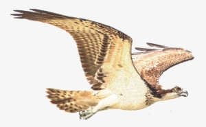 Pride Sicily - Osprey #1554191