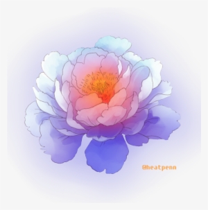 Common Peony #1554915