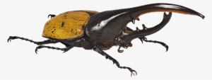 Beetle Transparent Hercules Clipart Library - Impressive Insects #1554987