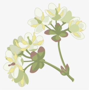 Laurel - Winter Aconite #1555075 Laurel - Winter Aconite #1555075