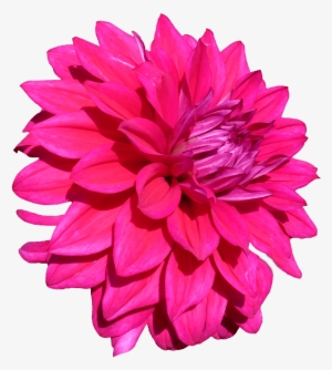 Dalia - Dalia Png #1555157