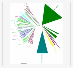 Genomic Diversity Of Flor Strains - Neighbor Joining #1555294