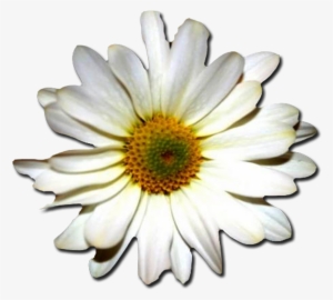 Margaritas Png - Portable Network Graphics #1555510