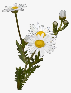 Del Teide Canariwiki Argyranthemum - Reproduccion De Las Margaritas #1555694