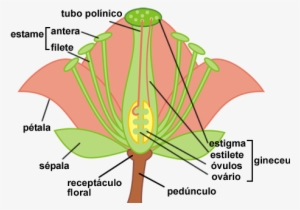 Flor - Illustration #1555721
