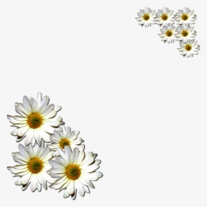 Margaritas Png - Margaritas Flowers Png #1555742