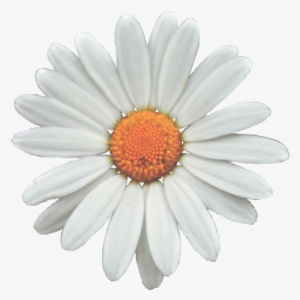 Google Search Daisies, Google Search, Wallpaper, Instagram, - Daisy Transparent #1556268