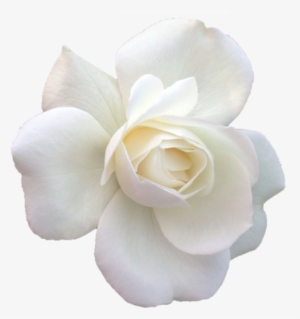 Rosa Blanca Vector Png #1556978
