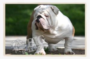 Todd Howard Bigbulldogs - Bulldog #1558528