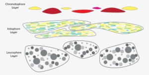 Illustrated By Ariel Zych - Skin #1558790