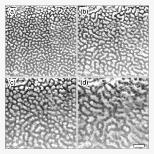 Double-roll Labyrinths, Honeycombs And More - Rayleigh–bénard Convection #1559175