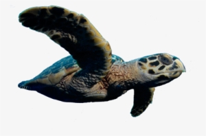 Vincent To Outlaw Killing Of Sea Turtles - Philippine Turtle Png #1560317