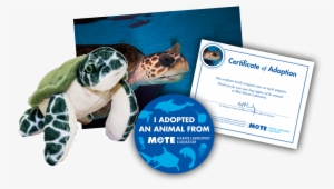 Items Included In Buddy Package - Green Sea Turtle #1560344