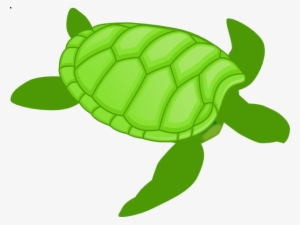 Sea Turtle Clipart Small Turtle - Objects That Is Green Color #1560496