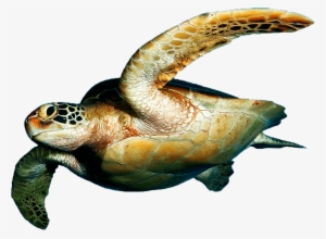 Download Turtle Png Transparent Images Transparent - Sea Turtle Polyester Fabric Basketball Drawstring Bags #1560497 Download Turtle Png Transparent Images Transparent - Sea Turtle Polyester Fabric Basketball Drawstring Bags #1560497
