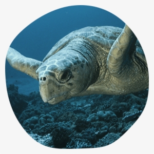 Sea Turtle Extinction Quotes #1560572